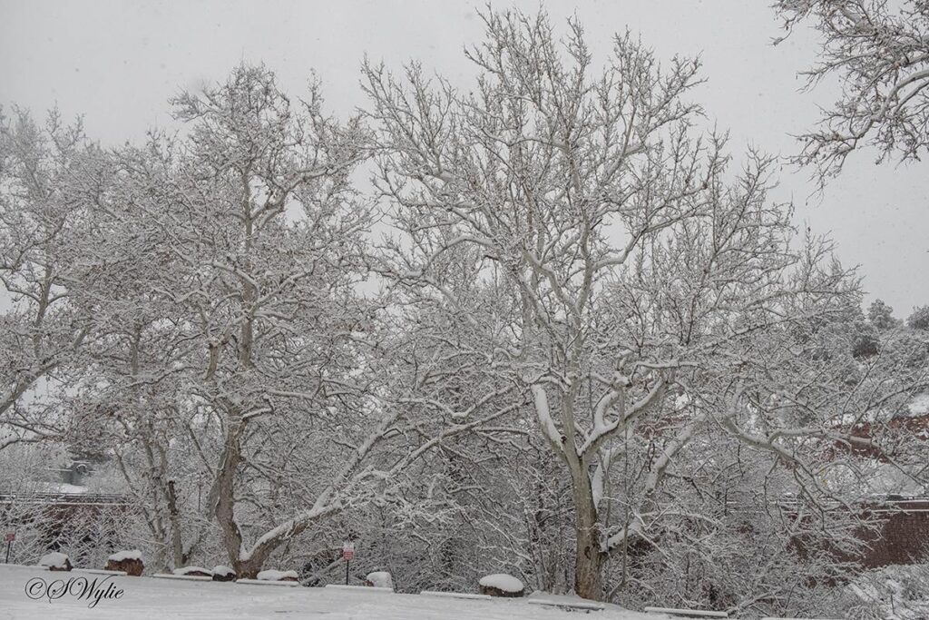 A dried up tree covered in snow