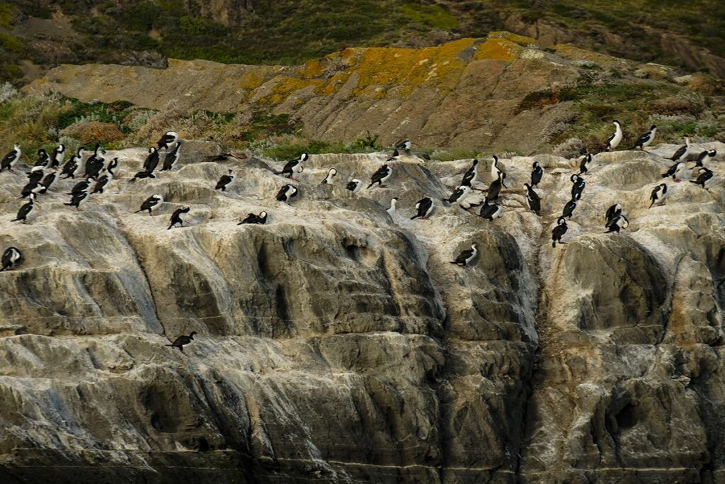 A group of penguins standing at the cliff of a shore