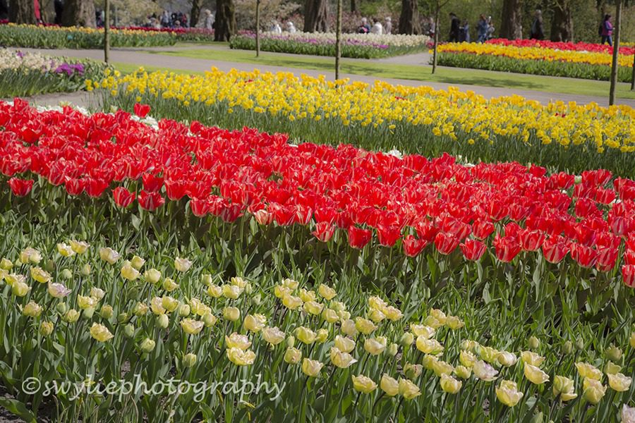 Beautiful Garden of flowers in Holland