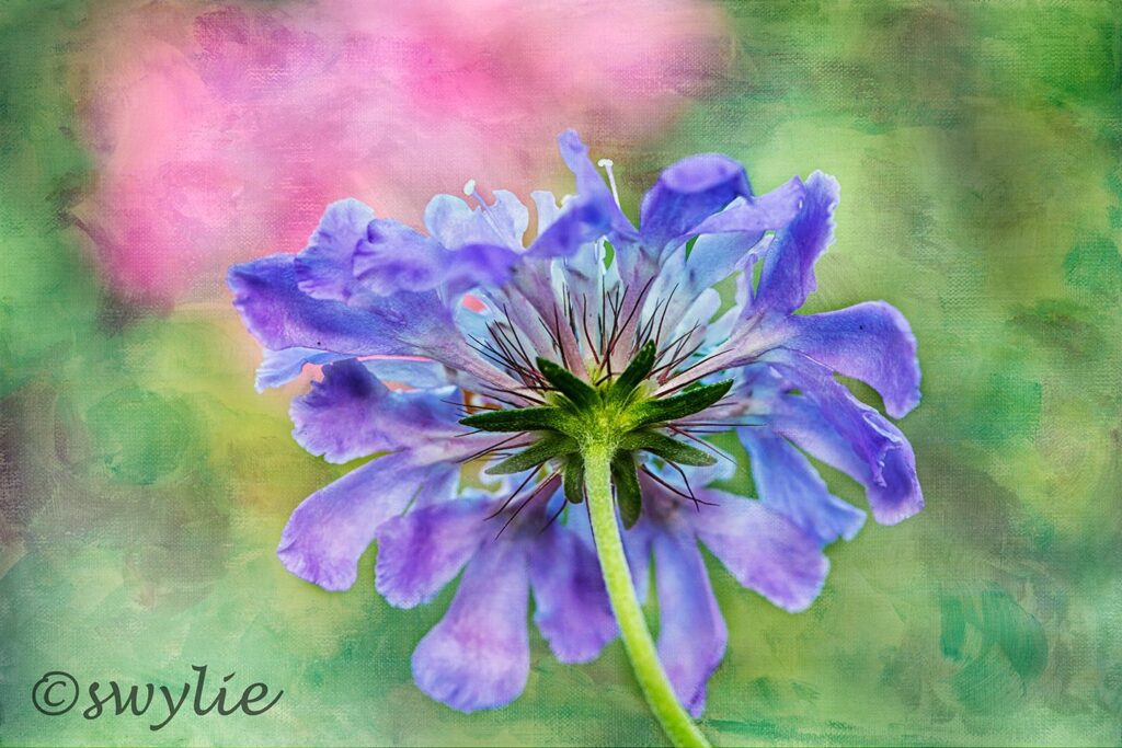 A beautiful painting of a flower in blue color